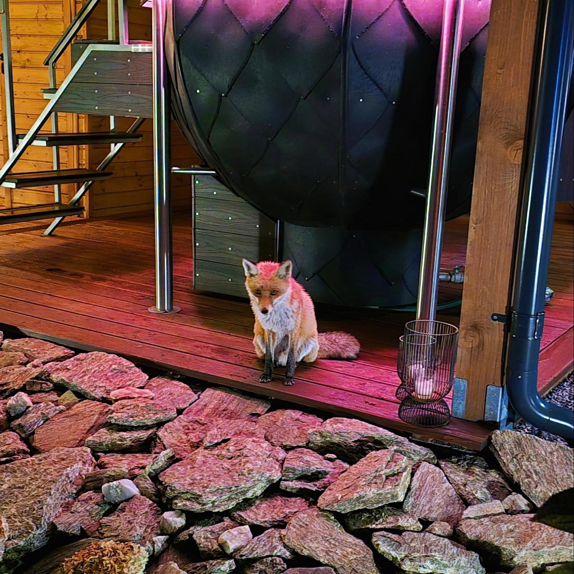 Lasowka Osada Orlica Klimatyczne Domki Z Widokiem Na Gory I Termalnym Spa Sauna Jacuzzi 4 Km Od Zieleniec Ski Arena מראה חיצוני תמונה